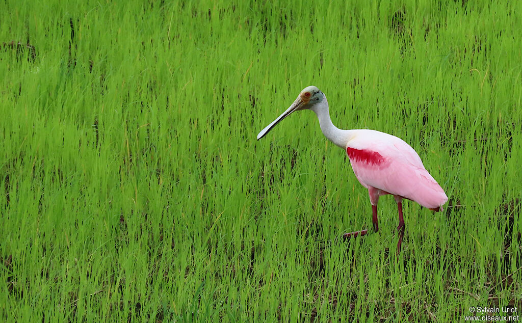 Roseate Spoonbilladult