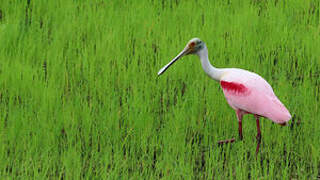 Roseate Spoonbill