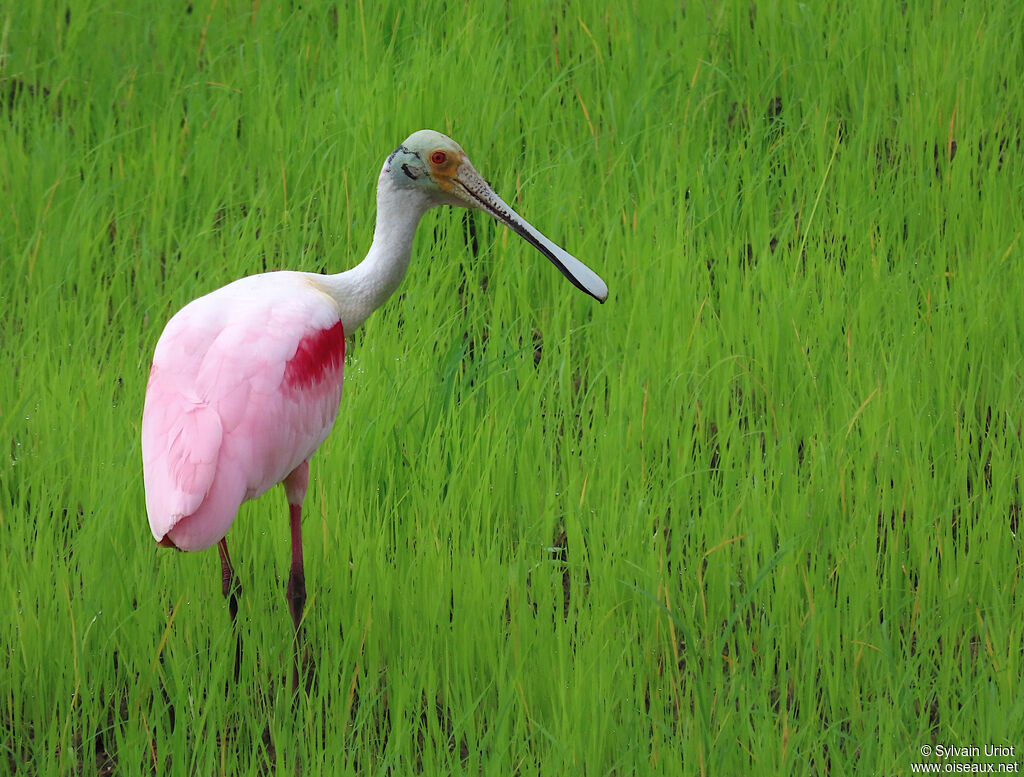 Roseate Spoonbilladult breeding