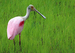 Roseate Spoonbill