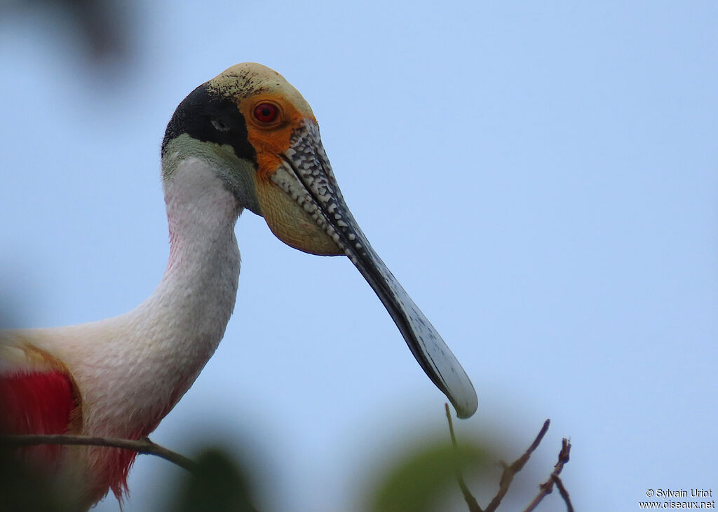 Roseate Spoonbilladult breeding