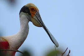 Roseate Spoonbill