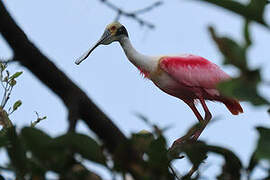 Roseate Spoonbill