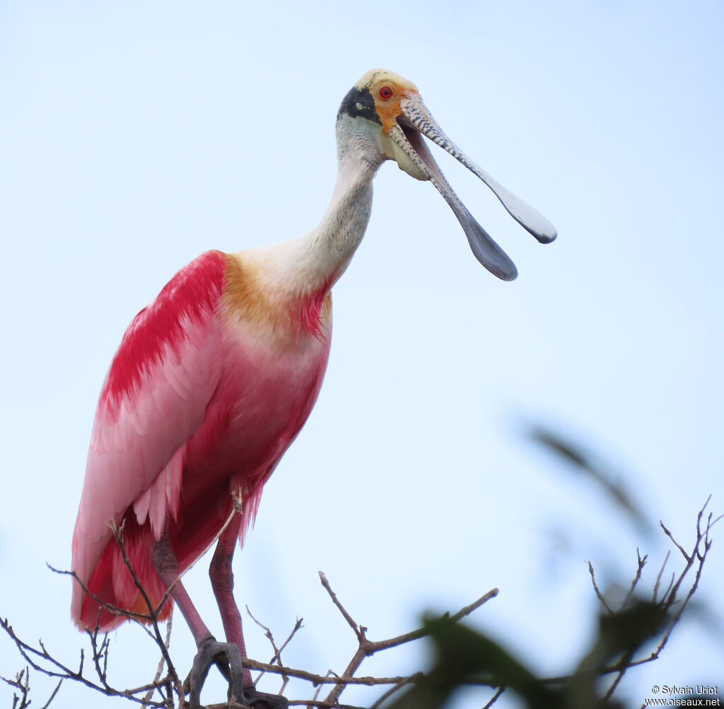 Roseate Spoonbilladult breeding