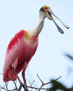 Roseate Spoonbill