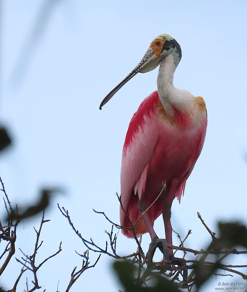 Roseate Spoonbilladult breeding