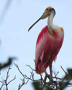 Roseate Spoonbill