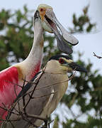 Roseate Spoonbill