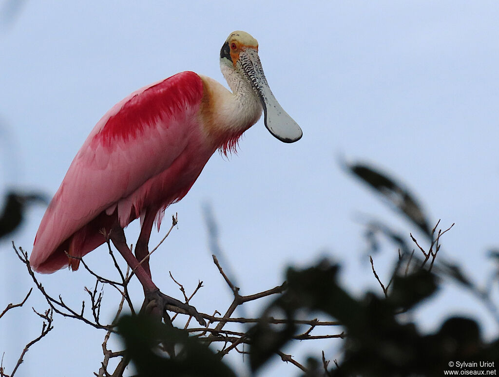 Roseate Spoonbilladult breeding