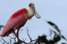 Roseate Spoonbill