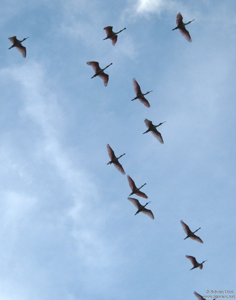 Roseate Spoonbill