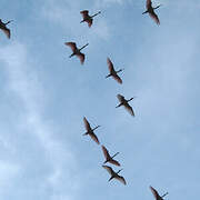 Roseate Spoonbill