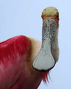 Roseate Spoonbill