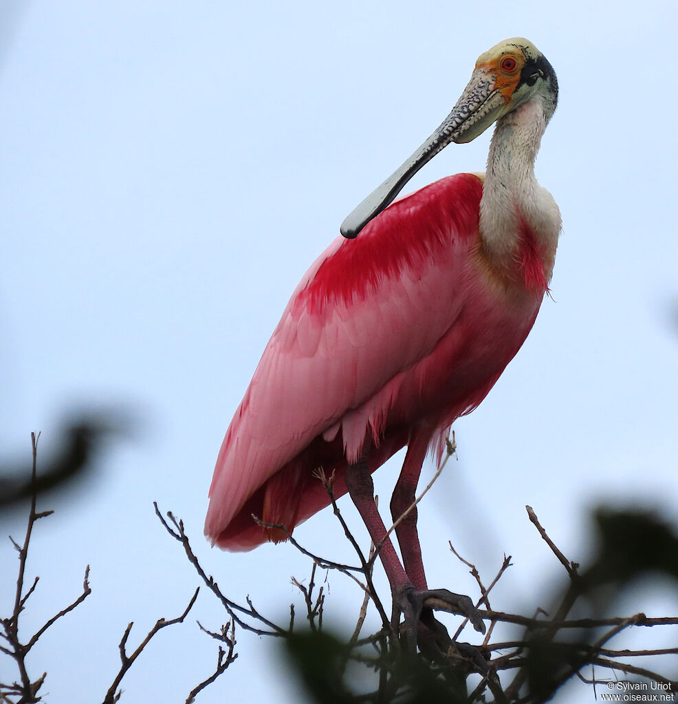 Roseate Spoonbilladult breeding