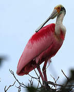 Roseate Spoonbill