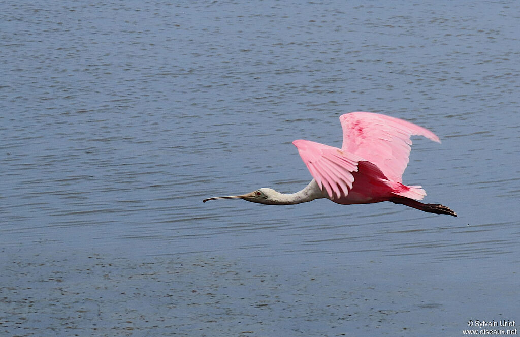 Roseate Spoonbillimmature