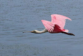 Roseate Spoonbill