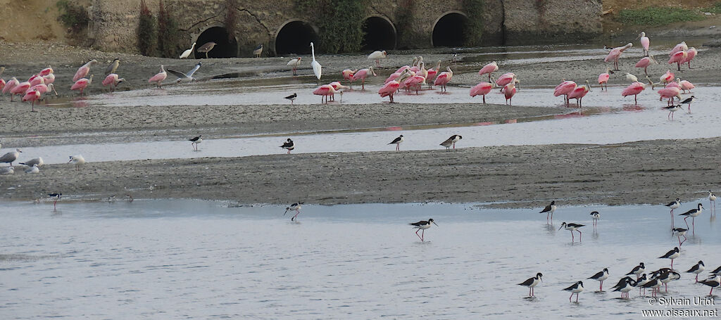 Roseate Spoonbill