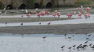 Roseate Spoonbill