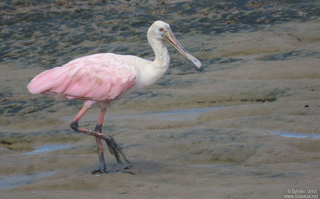 Roseate SpoonbillFirst year