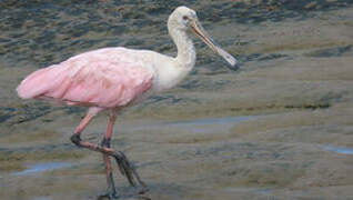 Roseate Spoonbill