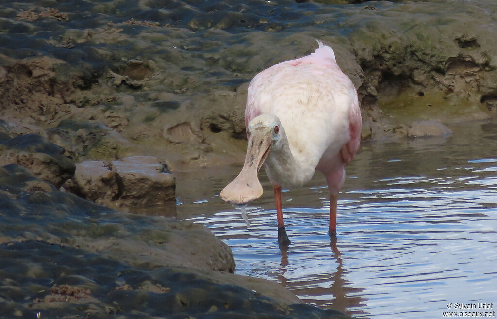 Roseate SpoonbillFirst year