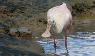 Roseate Spoonbill