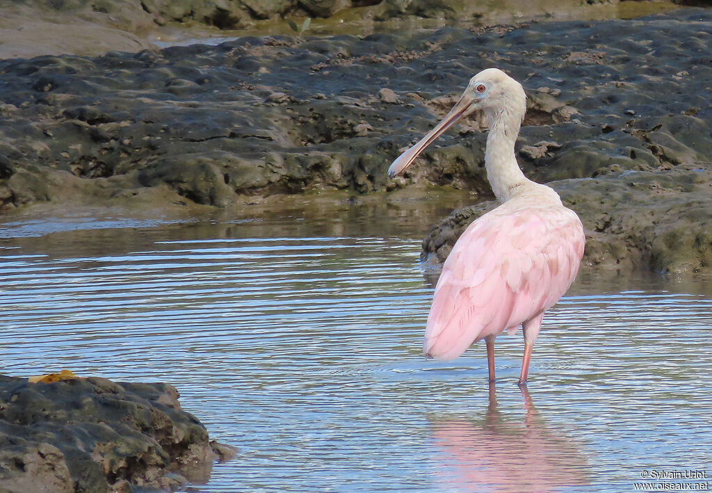 Roseate SpoonbillFirst year