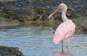 Roseate Spoonbill