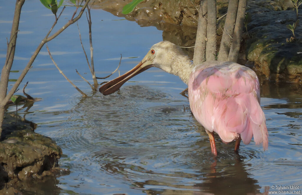 Roseate Spoonbillimmature