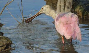 Roseate Spoonbill