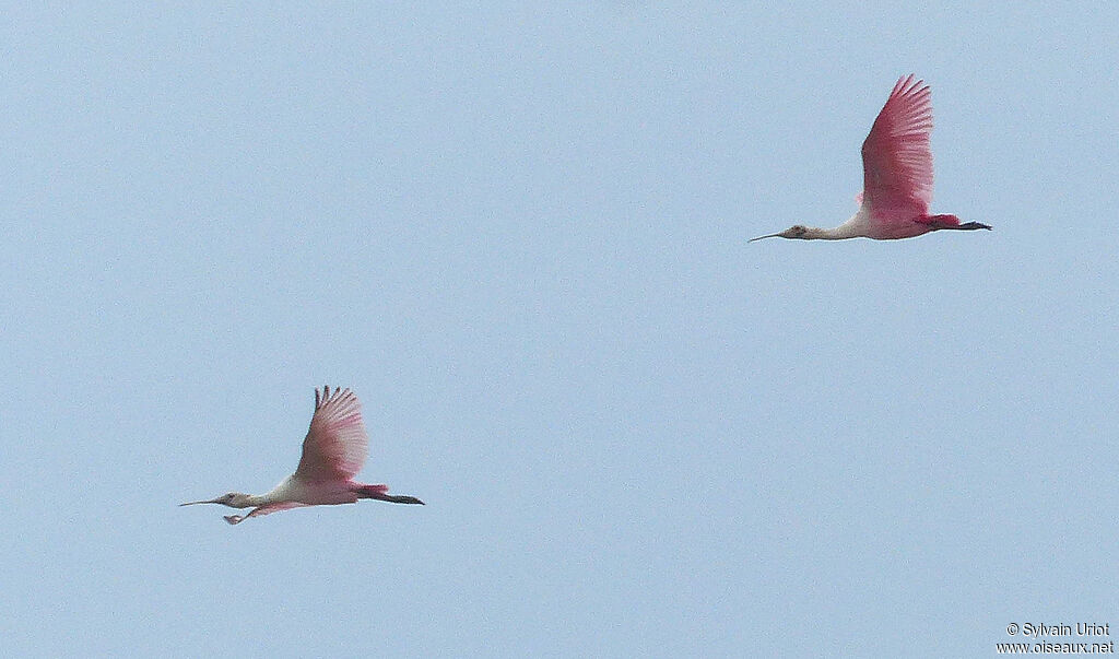 Roseate Spoonbill