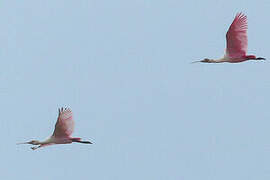 Roseate Spoonbill