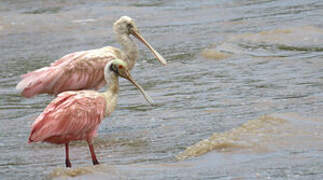 Roseate Spoonbill