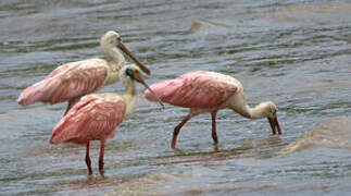 Roseate Spoonbill