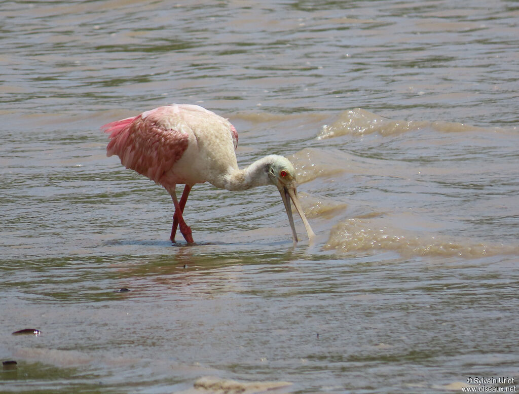 Roseate Spoonbilladult