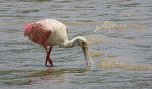 Roseate Spoonbill