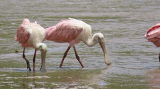 Roseate Spoonbill