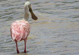 Roseate Spoonbill