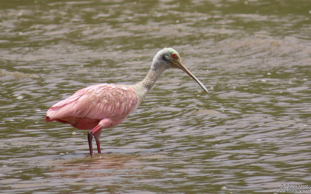 Roseate Spoonbilladult