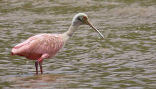 Roseate Spoonbill