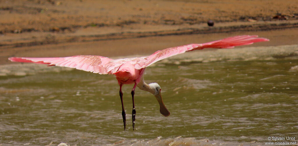 Roseate Spoonbilladult