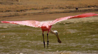 Roseate Spoonbill