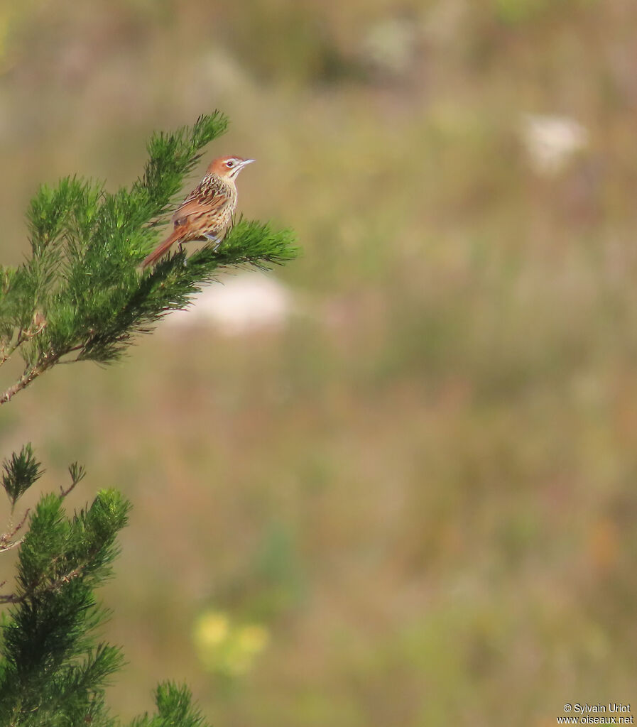 Cape Grassbirdadult