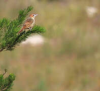 Cape Grassbird