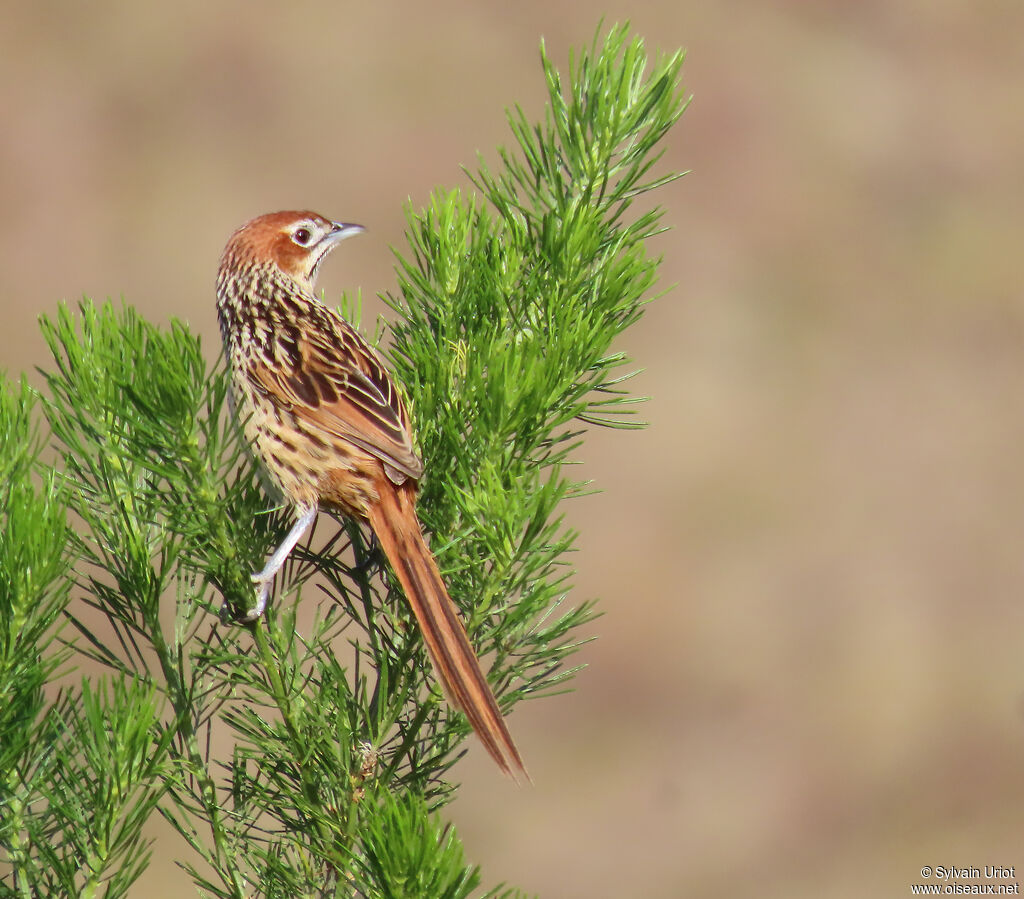 Cape Grassbirdadult