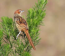 Cape Grassbird