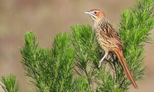 Cape Grassbird