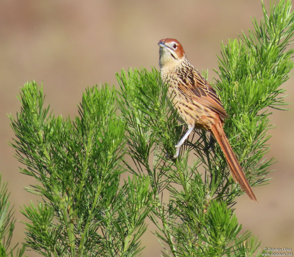 Cape Grassbirdadult