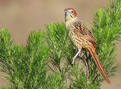 Cape Grassbird